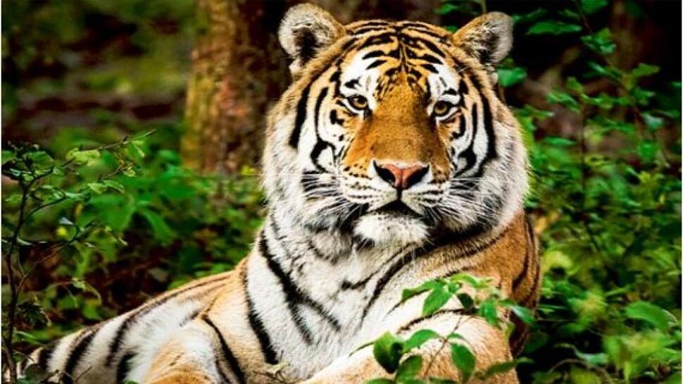 શું વાઘને ક્યારેય માણસથી ડર લાગે? યુવકના અચાનક સ્પર્શથી ચમકીની ગબડી પડ્યો વાઘ! Video થયો Viral શું વાઘને ક્યારેય માણસથી ડર લાગે? યુવકના અચાનક સ્પર્શથી ચમકીની ગબડી પડ્યો વાઘ! Video થયો Viral