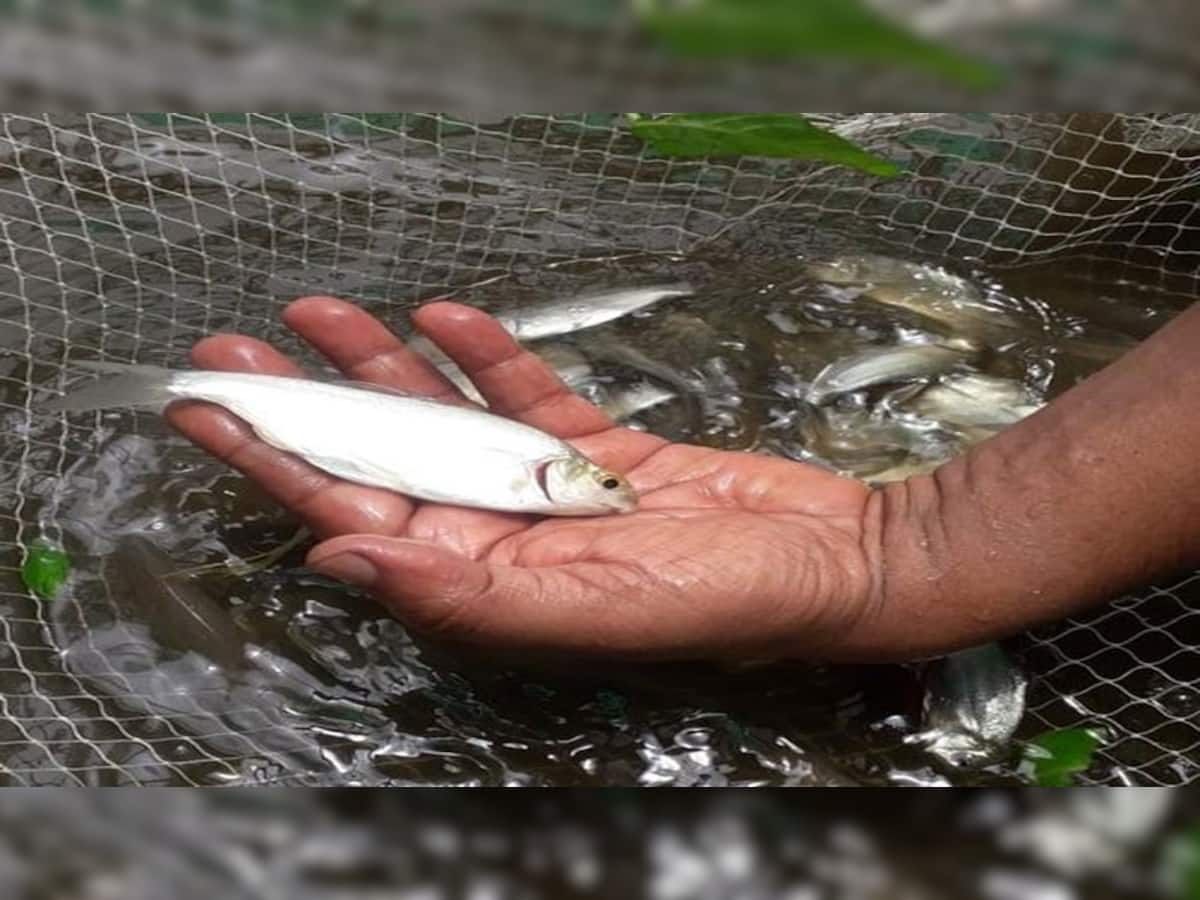 હવે કિચનમાં ઉછેરી શકાશે માછલી, યુનિવર્સિટીએ બનાવ્યો જડબેસલાક પ્રોજેક્ટ 