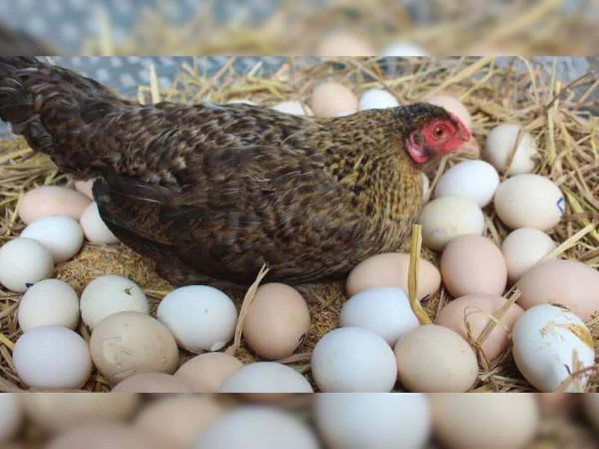 Egg came First or Hen: દુનિયામાં પહેલાં ઈંડું આવ્યું કે મરઘી? મળી ગયો જવાબ