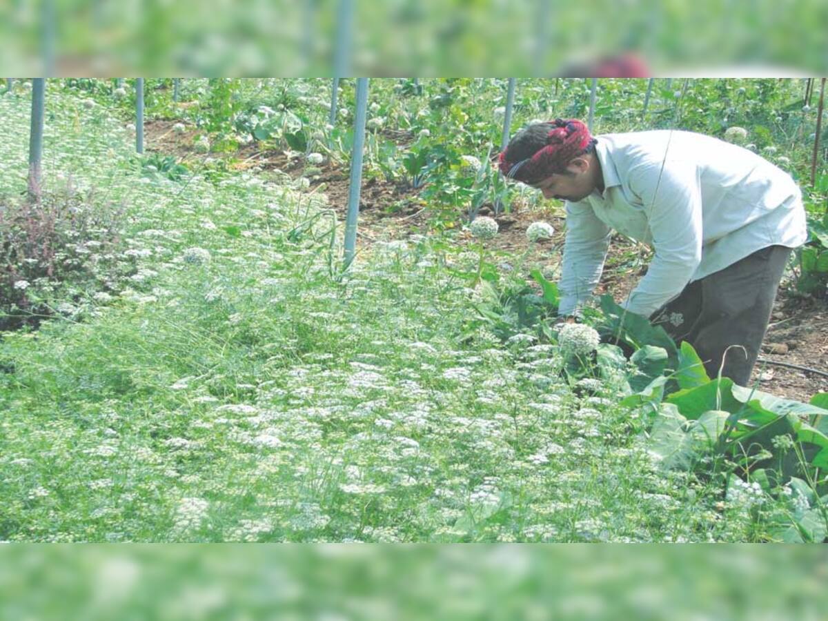 ભાવનગરના ખેડૂતે અનોખી ક્રાંતિ સર્જી; પ્રાકૃતિક ટેકનિકથી સામાન્ય ખર્ચમાં કરે છે 12 લાખથી વધુની કમાણી