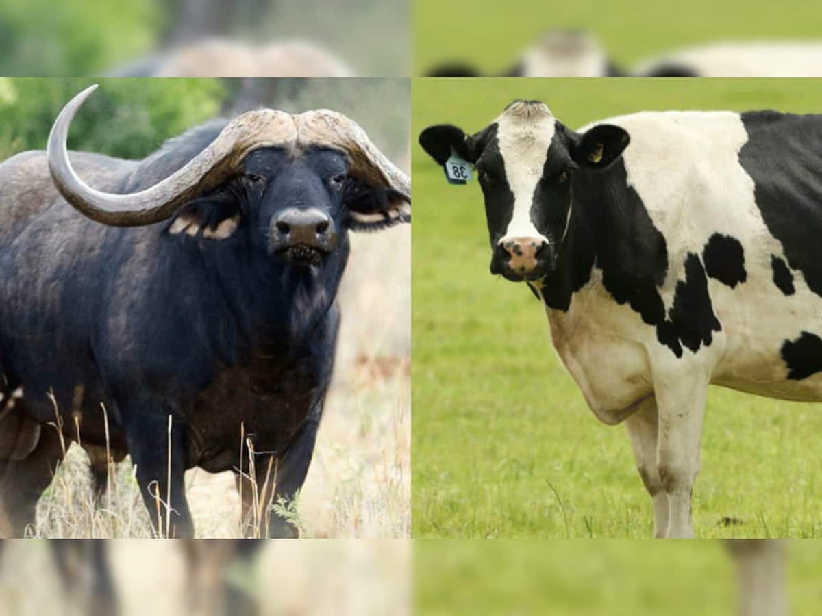 સારા સ્વાસ્થ્ય માટે ગાય કે ભેંસમાંથી કોનું ઘી અને દૂધ હોય છે ફાયદાકારક? આ અંગે શું કહે છે નિષ્ણાતો