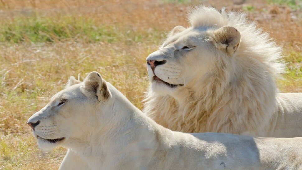 સફેદ સિંહ (White Lion)