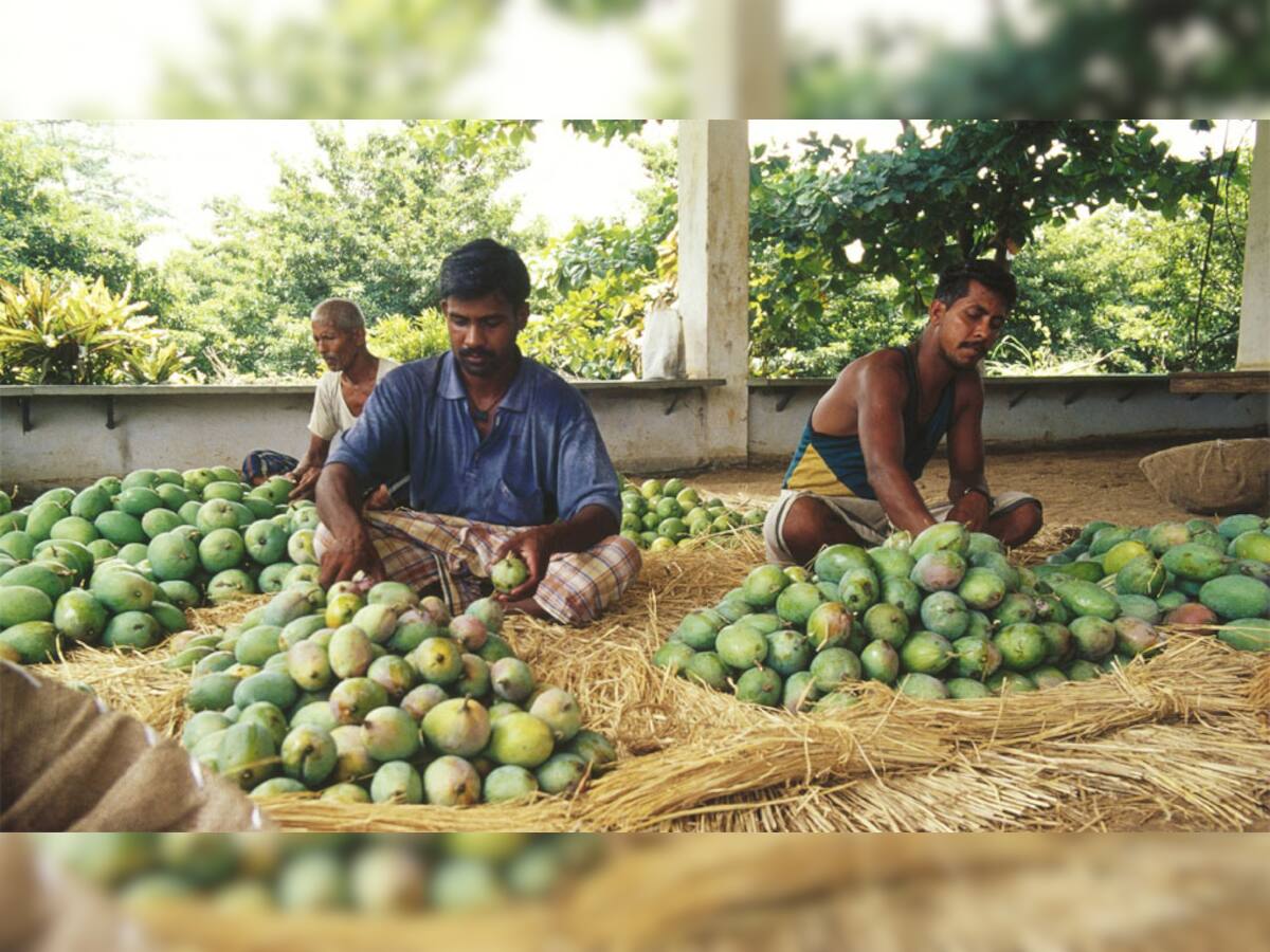 કેસર કેરી મધ્યમવર્ગને આ વખતે કડવી લાગશે, કારણ જાણીને તમે ચોક્કસ ચોંકી ઉઠશો