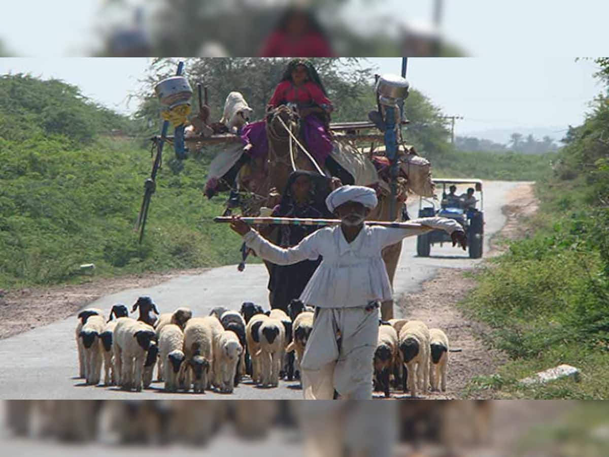 માલધારી સમાજ ગાંધીનગરને ઘેરશે, ગાય નહી તો મત્ત પણ નહીં ના સૂત્ર સાથે સરકારને ઘેરવામાં આવશે