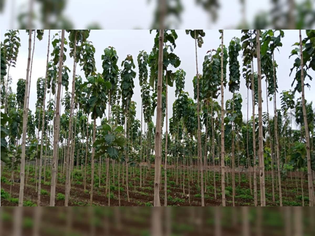 Sagwan Farming: આ વૃક્ષને લગાવ્યા પછી ભૂલી જાઓ, 12 વર્ષ પછી થશે પૈસાનો વરસાદ, કરોડોનો થશે ફાયદો