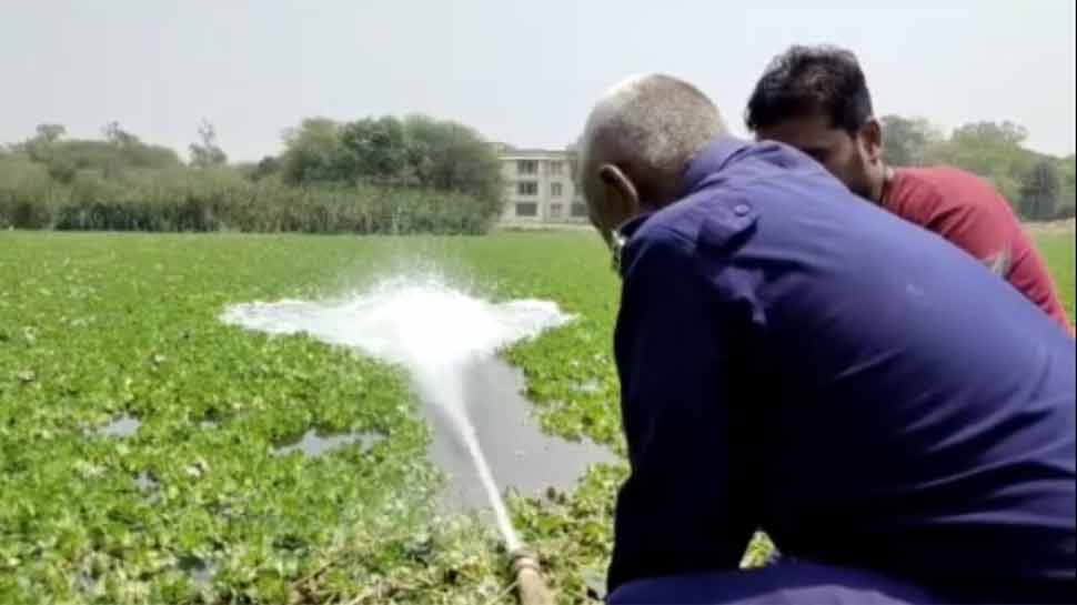 vadodara lake cleaning by ayurvedic treatment