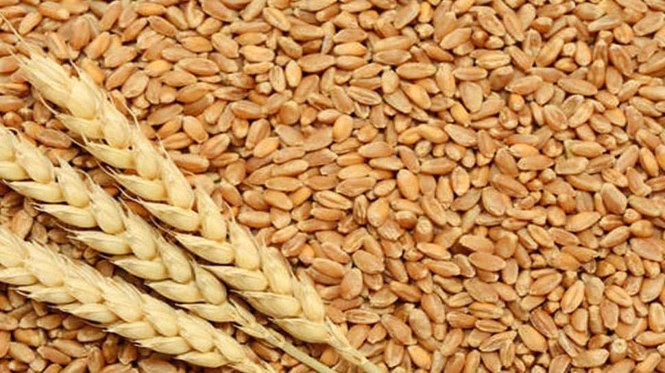 India Bans Exports of Wheat: ઘઉંનો ભાવ વધતા મોદી સરકારે લીધો મહત્વપૂર્ણ નિર્ણય; નિકાસ પર પ્રતિબંધ મૂક્યો