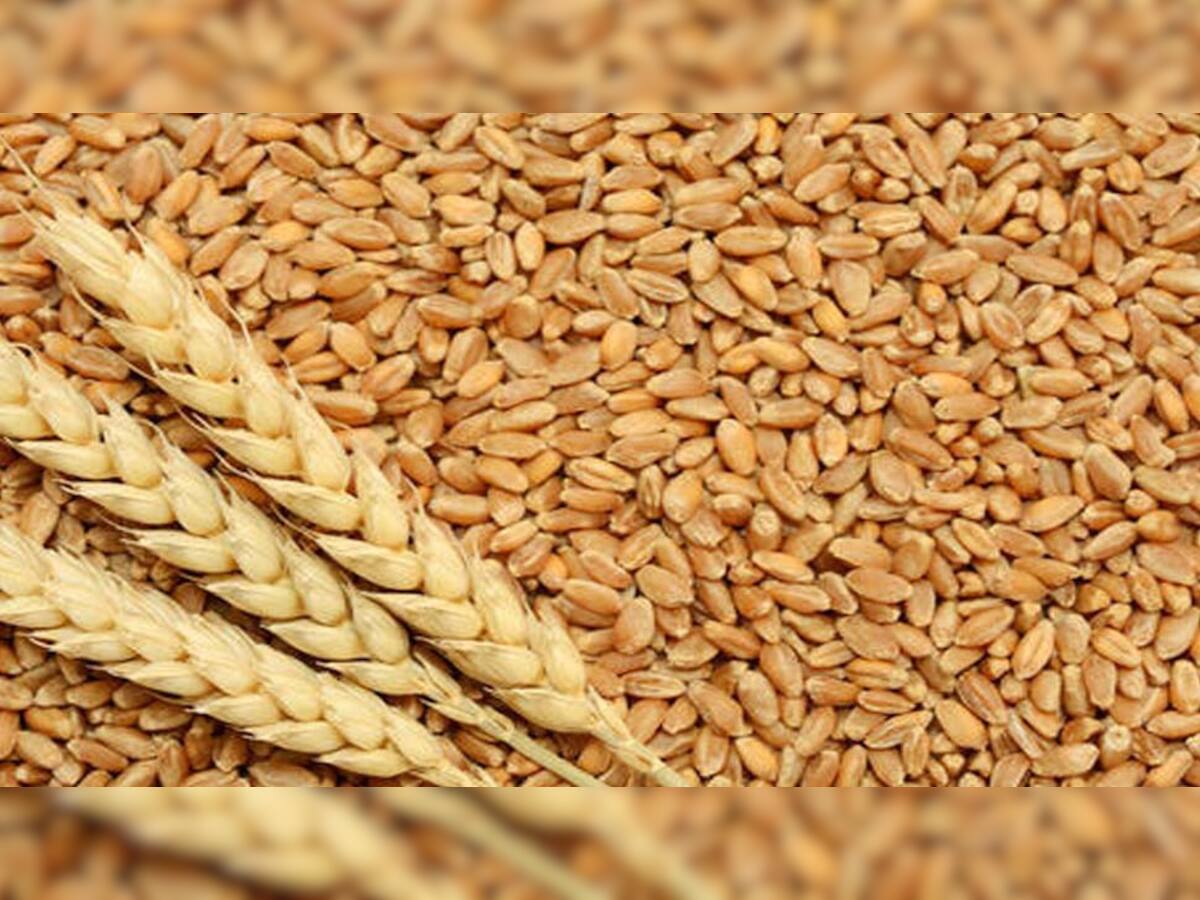 India Bans Exports of Wheat: ઘઉંનો ભાવ વધતા મોદી સરકારે લીધો મહત્વપૂર્ણ નિર્ણય; નિકાસ પર પ્રતિબંધ મૂક્યો