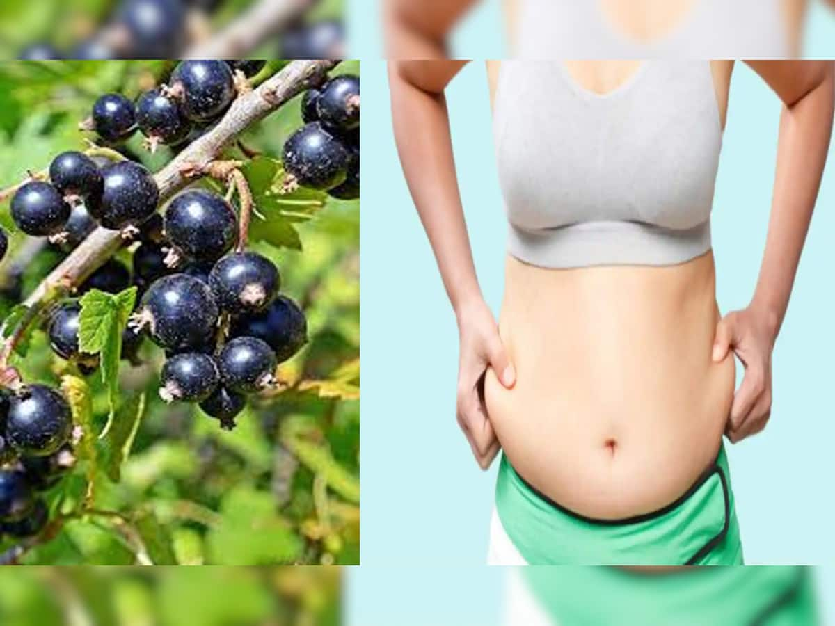 Belly Fat Loss: કાળા રંગનું આ ફળ તમારી જિદંગીને બનાવી દેશે રંગીન! ઝટપટ ઘટાડી આપશે વજન