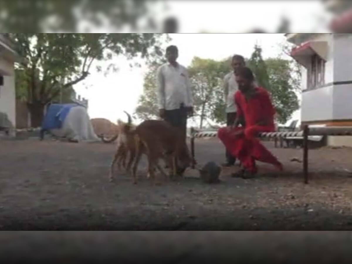 ગુજરાતના આ આશ્રમ જોઈને લોકોમાં કુતૂહલ, માતાના ખોળામાં બાળક રમતું હોય તેવી રીતે કુતરા- બિલાડી કરે છે કિલ્લોલ