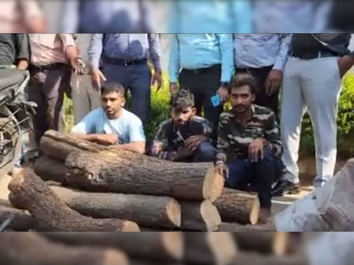 સાબરકાંઠા જિલ્લામાં પોલીસે ચંદનના વૃક્ષની ચોરી કરનાર પુષ્પા ગેંગના 13 સભ્યોની કરી ધરપકડ