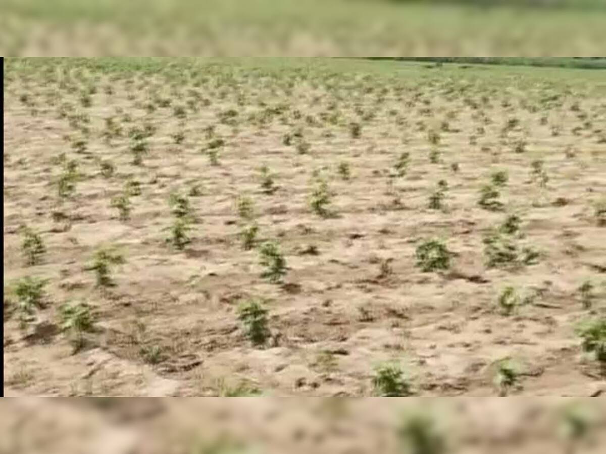 બે ઝાપટા બાદ પાટણના ખેડૂતોએ વાવણી કરી, અને હવે વરસાદે જ હાથતાળી આપી 