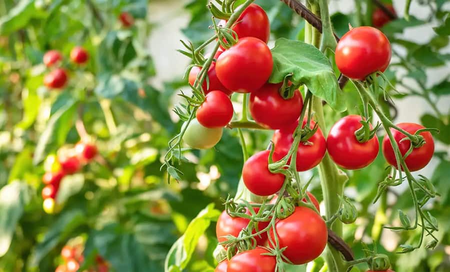 Tomato Side Effects know this before eating