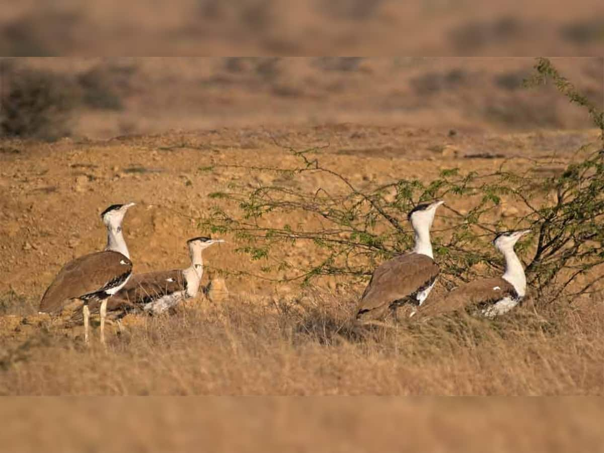 ગુજરાતમાં સાવ લુપ્ત થઈ ગયુ આ પક્ષી, હવે માત્ર 4 માદા બચી, છેલ્લું નર પક્ષી 4 વર્ષથી ગાયબ છે