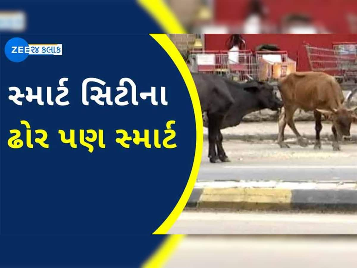 સરકારનો સ્માર્ટ સિટીનો દાવો પોકળ, અમદાવાદના પોશ વિસ્તારોમાં માણસો કરતા વધુ ઢોર રખડતા દેખાય છે  