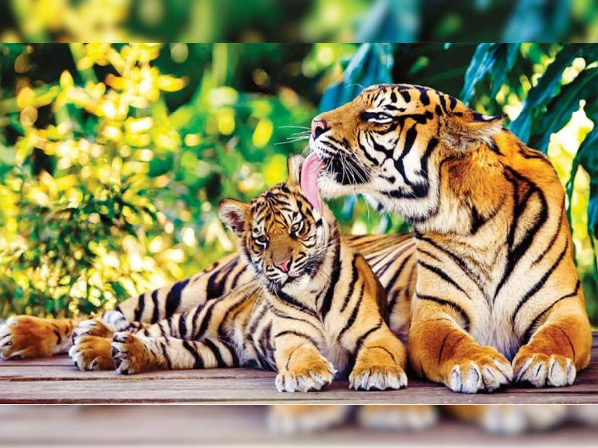 World Tiger Day: કયાં ગાયબ થઈ રહ્યાં છે વાઘ? જાણો કેમ સતત ઘટી રહી છે વાઘની સંખ્યા