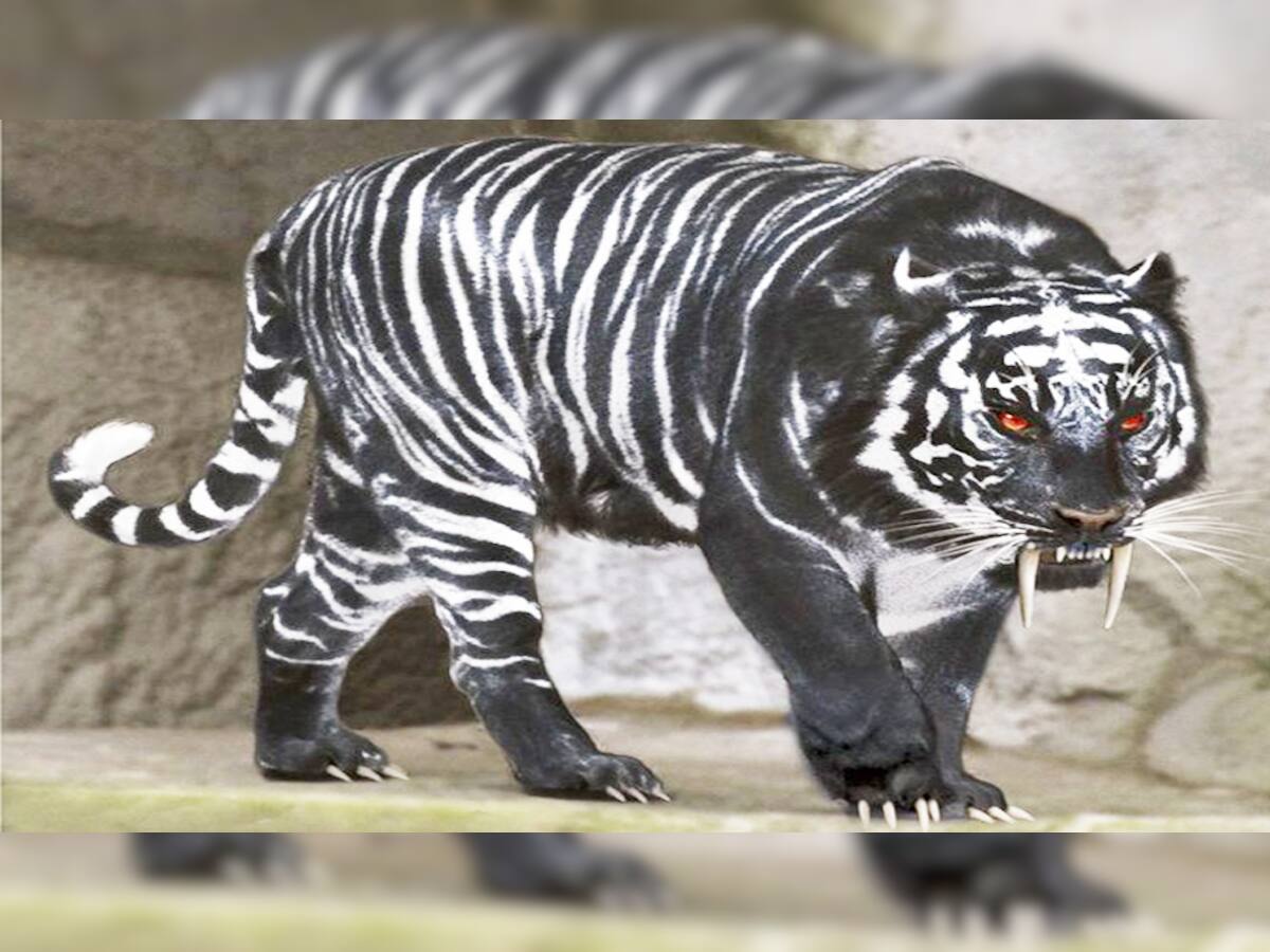 Black Tiger: આ કાળા રંગના વાઘે દુનિયાને કરી છે પાગલ! વાયુવેગે વાયરલ થઈ રહ્યો છે આ દૂર્લભ વાઘનો વીડિયો