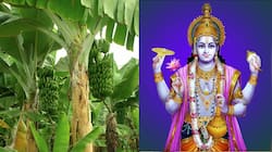 કેળાના ઝાડની પૂજા કરવાથી ધાર્યા કામ પાર પડશે, આર્થિક તંગી ક્યારેય નહી સર્જાય