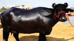 Black Gold Business થી બનો માલામાલ! ભોળી ભેંસ પાળો અને ઘરેબેઠાં કરો ભરપુર કમાણી!
