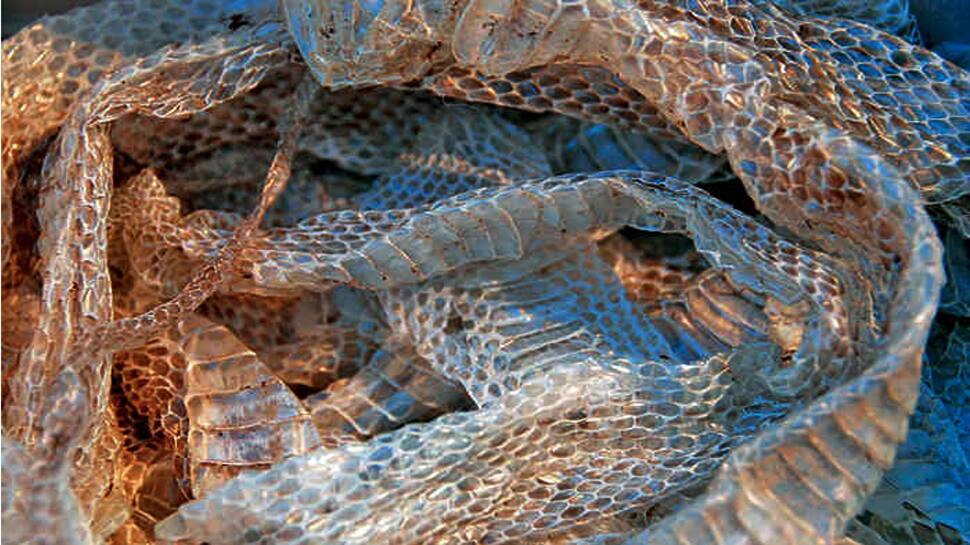 lifestyle snake human body facts about human body human changes skin