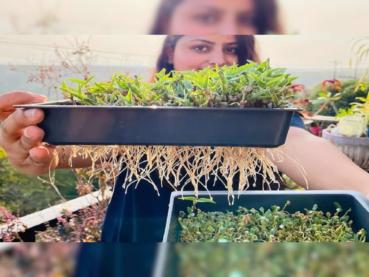 Hydroponic Farming: હવે ખેતી માટે માટીની જરૂર નહીં પડે! જાણો કેવી રીતે