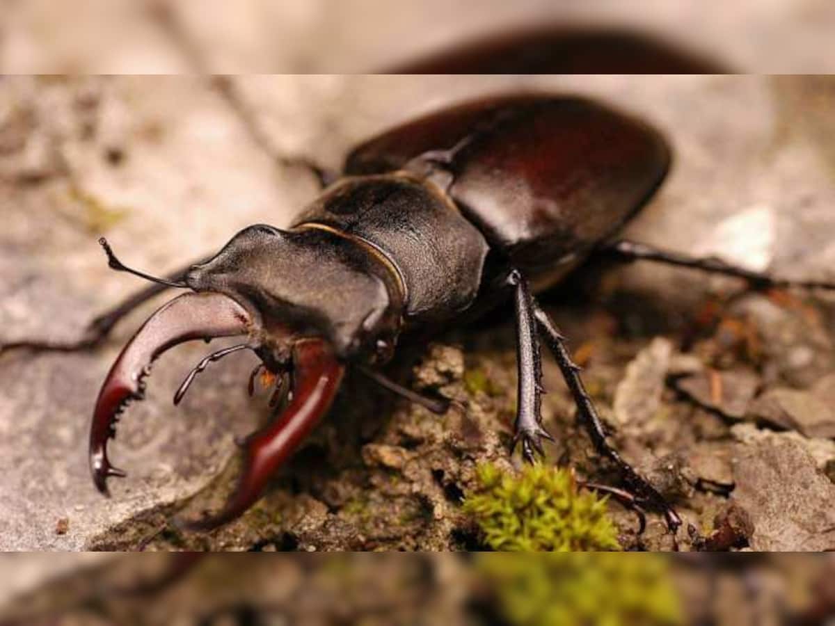 Stag Beetle: આ એક કીડો તમને ઘરે બેઠા બનાવી શકે છે કરોડપતિ! ઓનલાઈન હરાજી પર લાગ્યો પ્રતિબંધ
