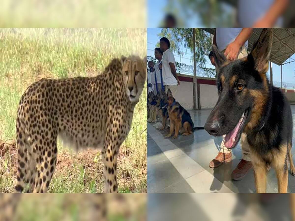 Cat and Dog: નામીબિયાથી આવેલા ચીતાની સુરક્ષા કરશે 'સુપર સ્નિફર' ડોગ ડોગ સ્કાયડ, શિકારીઓ પર રાખશે નજર