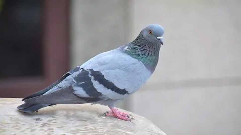 good signs of pigeon coming at home dont stop him it will bring your luck