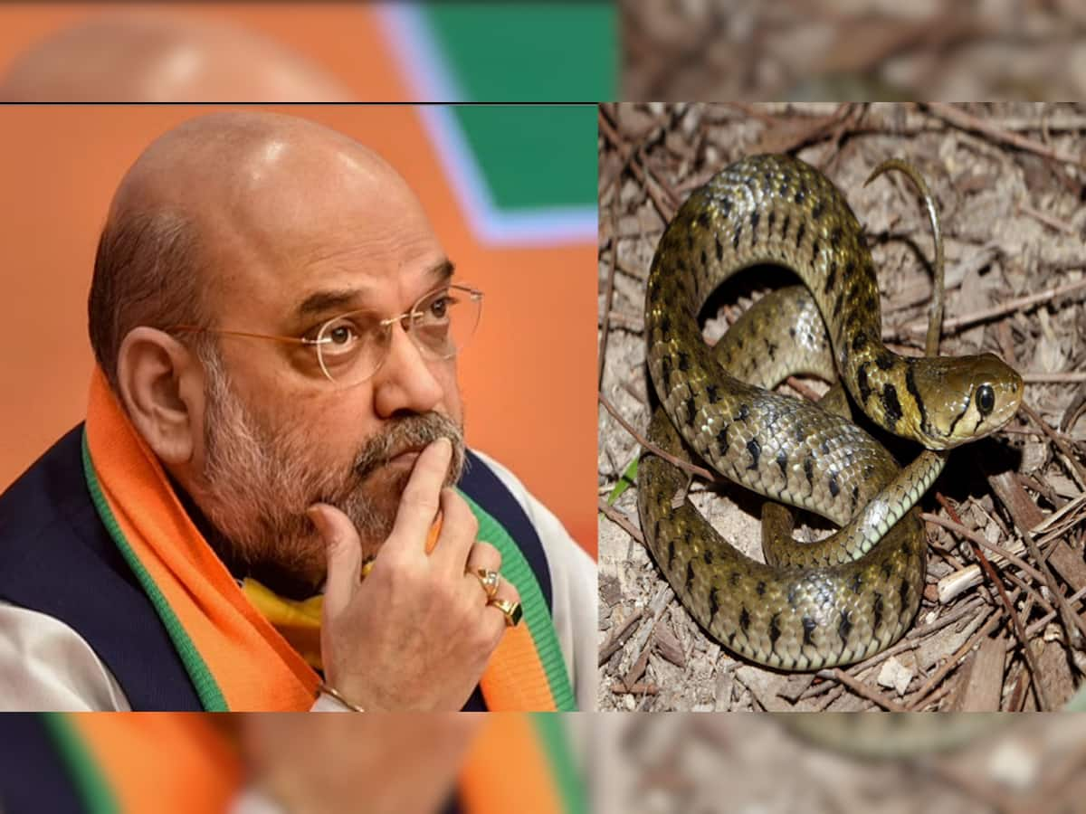 અમિત શાહના ઘરમાં નિકળ્યો 5 ફૂટ લાંબો Checkered Keelback પ્રજાતિનો સાપ