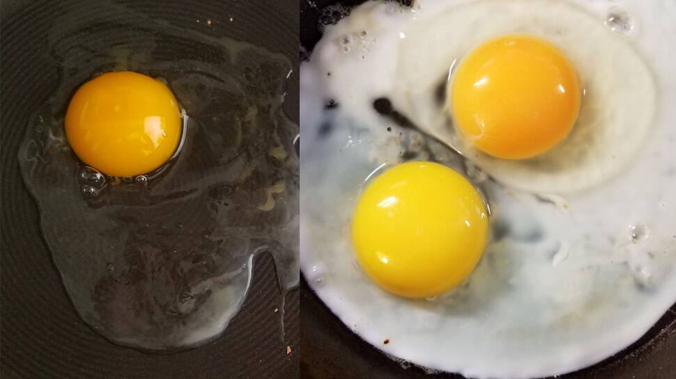 Organic Eggs vs Synthetic Eggs How to check the quality of egg plastic