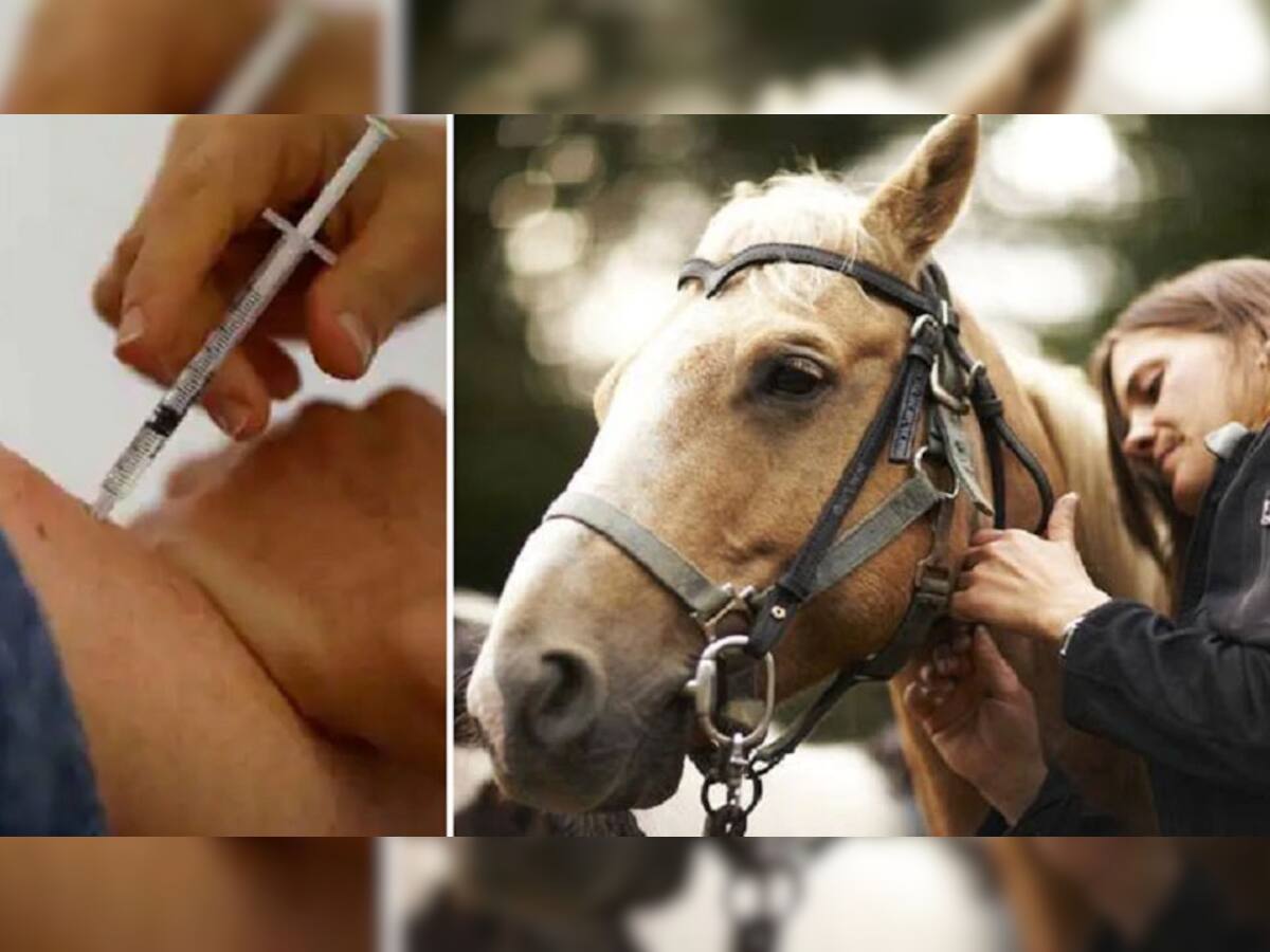 Horse Injection: આ કામ માટે છોકરાએ લગાવી દીધું ઘોડાવાળું ઇંજેક્શન, પછી થઇ ગઇ એવી હાલત કે....
