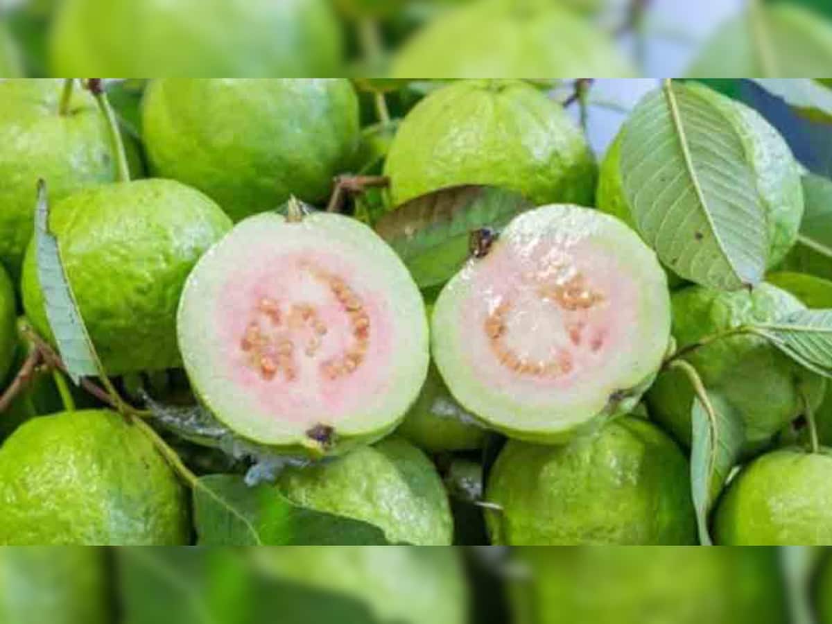 Side Effects of Guava: આ લોકો ભૂલથી પણ ખાશો નહી જામફળ, સ્વાસ્થ્ય પર ભારે પડી શકે છે, પોતાને કરો કંટ્રોલ