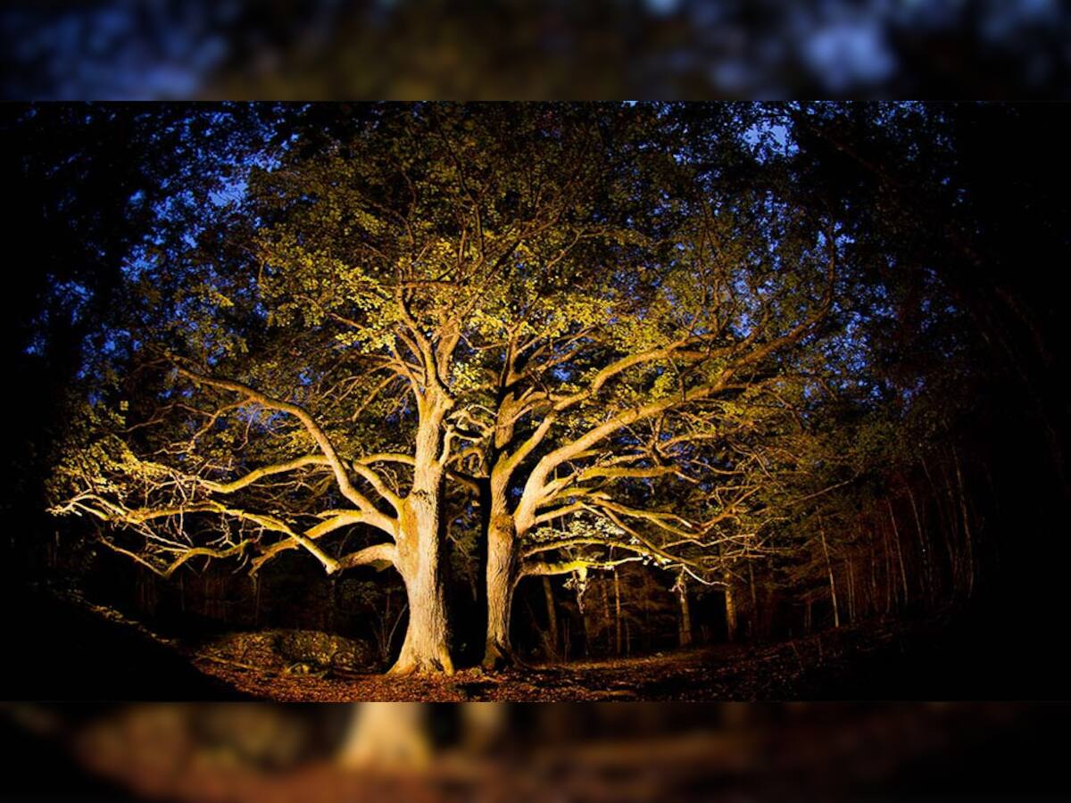  અમદાવાદના એક વિસ્તારના વૃક્ષ પાસેથી અડધી રાતે પસાર થાઓ, તો રાતે સપનામાં આત્મા આવે છે