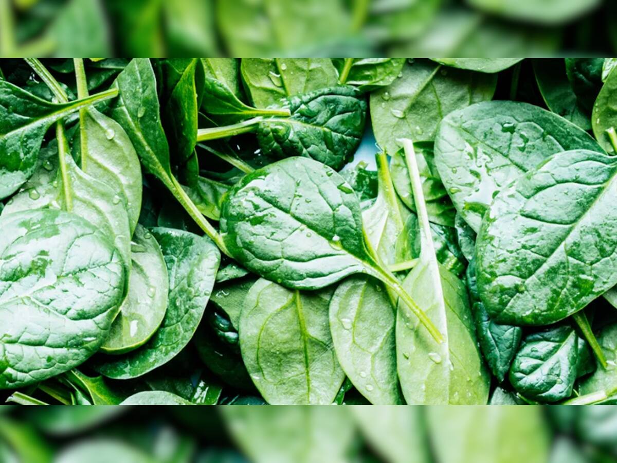 Spinach Benefits: ભાજી તબિયત રાખશે તાજી-માજી, જાણો આ આશ્ચર્યજનક ફાયદાઓ