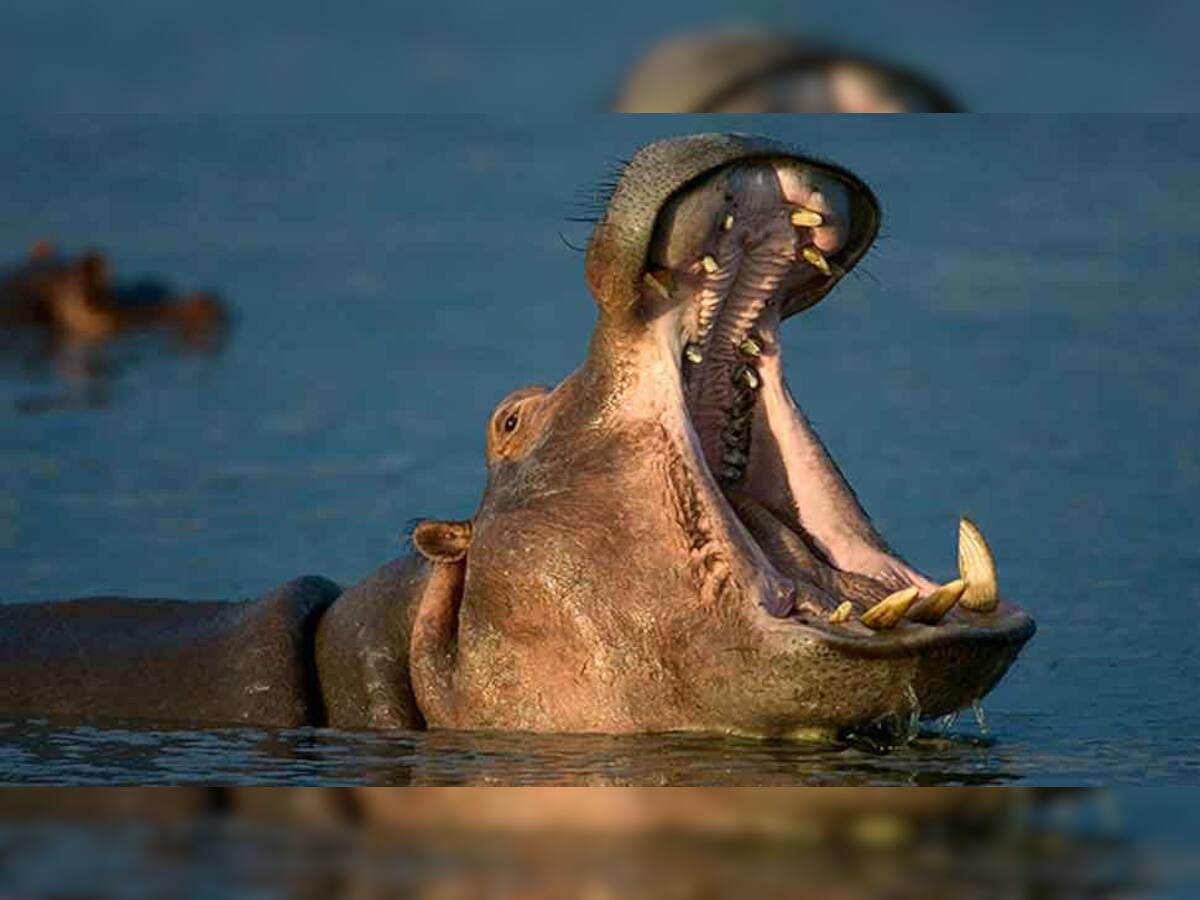 Hippo Attack: દરિયાઇ ઘોડો બે વર્ષના બાળકને જીવતું ગળી ગયો, એક વ્યક્તિએ માર્યા પથ્થર અને પછી... 
