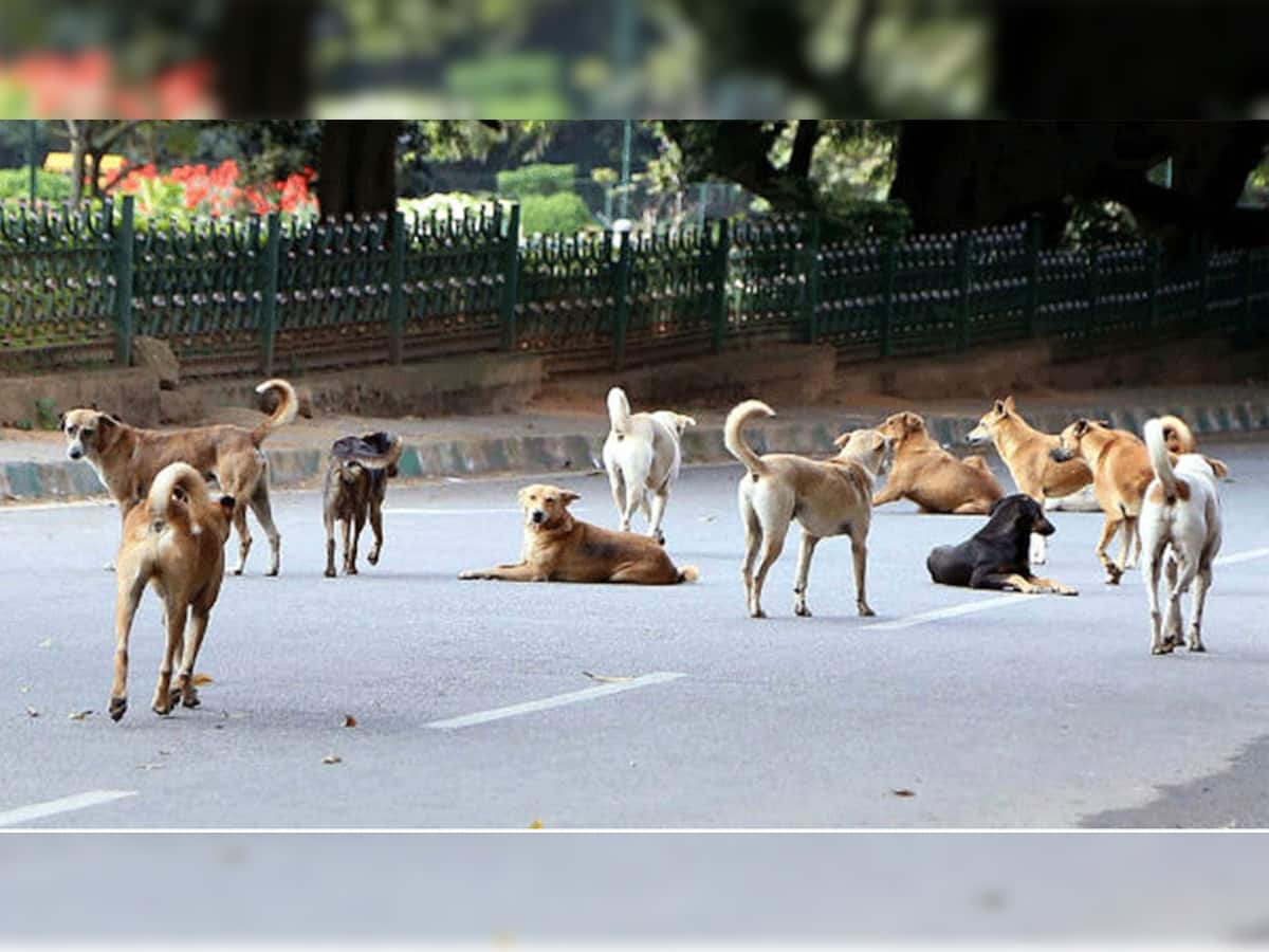 સરકારને હવે રખડતી ગાય બાદ રખડતા કૂતરા પણ દેખાતા નથી, ગુજરાતમાં રોજ સરેરાશ 397 લોકોને કૂતરા કરડે છે