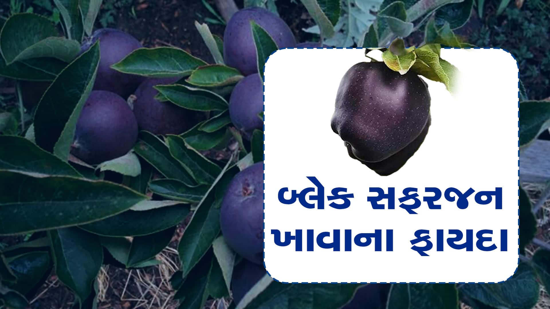 Black Diamond The price of an apple is 500 rupees! the farmer gets