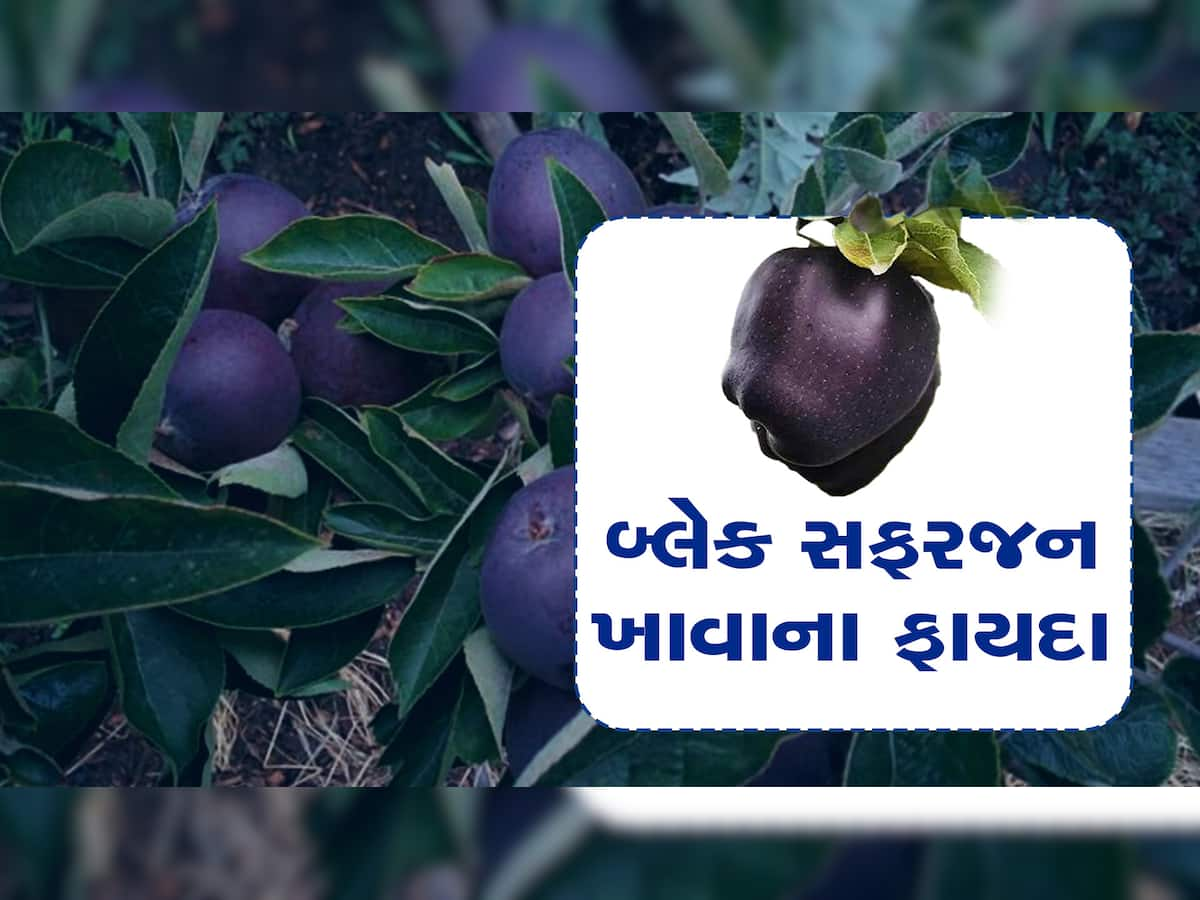 Black Diamond: એક સફરજનની કિંમત 500 રૂપિયા! લાખો રૂપિયાની ખેડૂતને થાય છે આવક