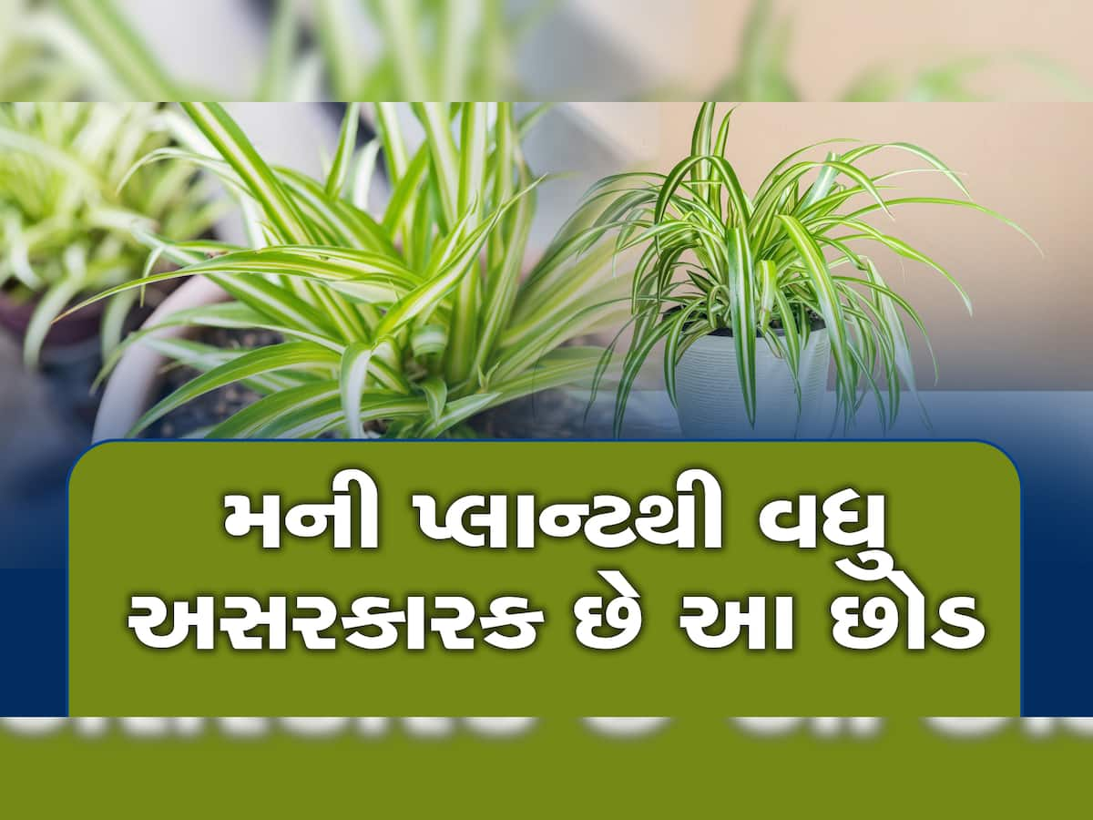 Vastu Plant: ઘરમાં લગાવતાં જ અસર બતાવશે આ છોડ, ચૂંબકની માફક ખેંચશે ધન