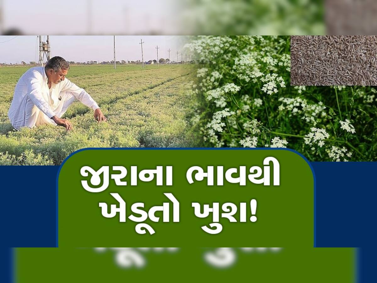 ખેડૂતો ખુશ! જીરુંના ભાવે ગુજરાતમાં નવો રેકોર્ડ બનાવ્યો, પ્રથમવાર આટલા બોલાયા ભાવ