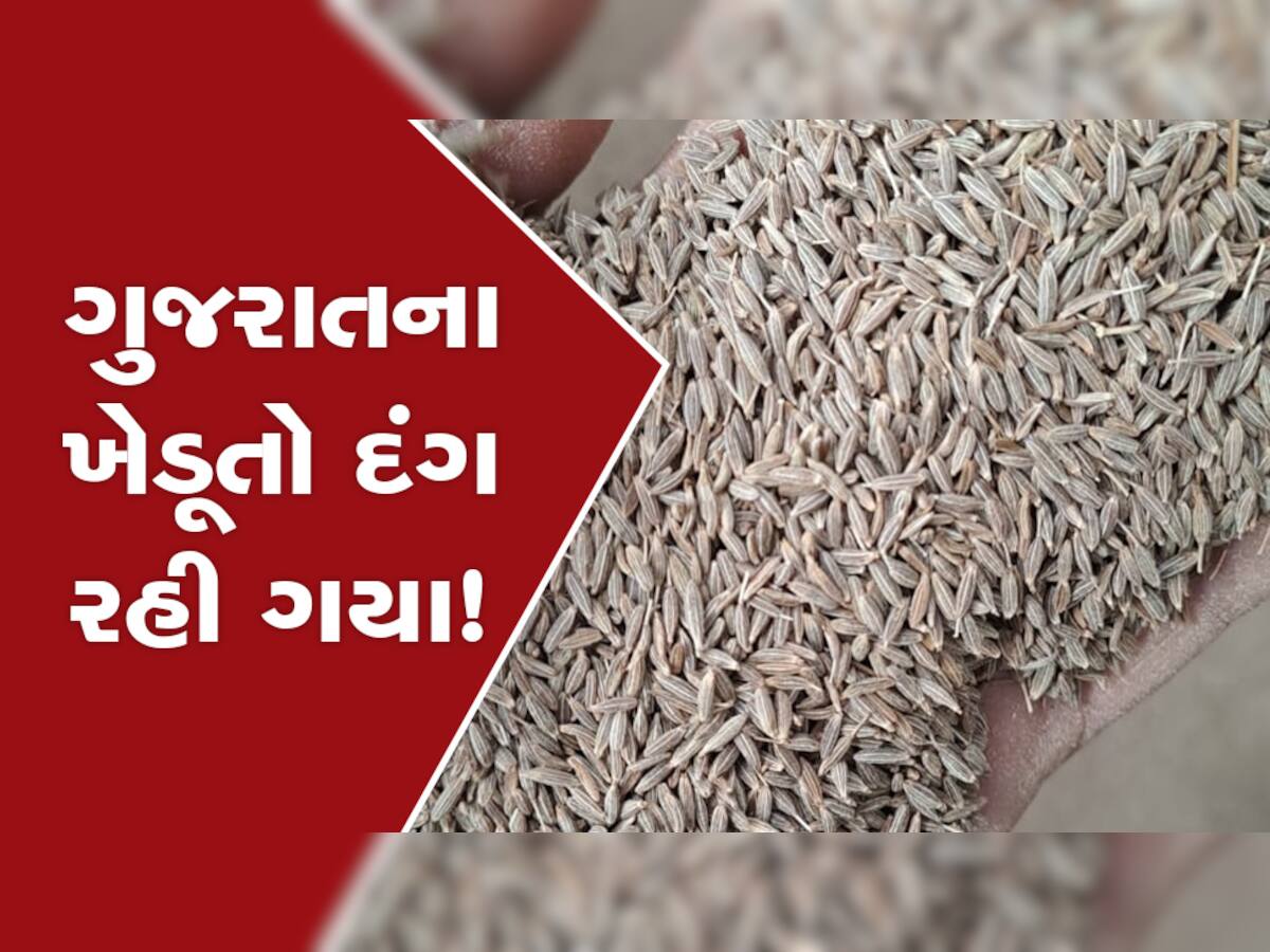 ગોંડલ માર્કેટ યાર્ડના ઈતિહાસમાં પ્રથમવાર નવા જીરાનો ભાવ 36 હજાર બોલાયો, ગુજરાતના ખેડૂતોમાં આશ્ચર્ય! 