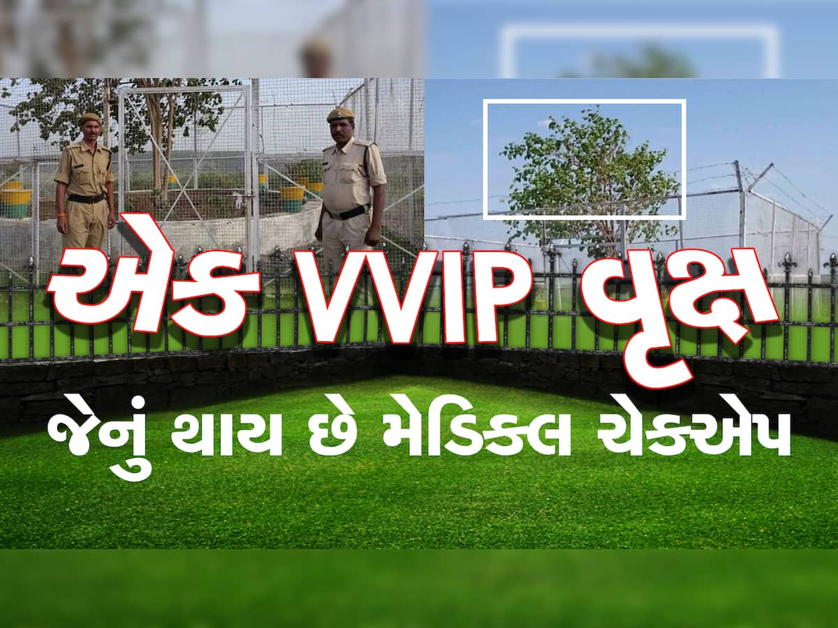 અનોખું છે આ ઝાડ: જેને મળે છે 24 કલાક VVIP સુરક્ષા, પાંડદું ખરે તો પણ વધી જાય છે ટેંશન