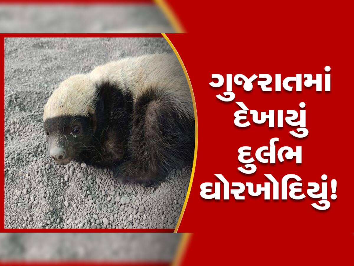 ગીરમાં ફરી રહ્યું છે દુર્લભ પ્રાણી ઘોરખોદિયું, બે સિંહો સાથે આક્રમક બની ઘુરારાટી કરી, જાણો તેની ખાસિયતો