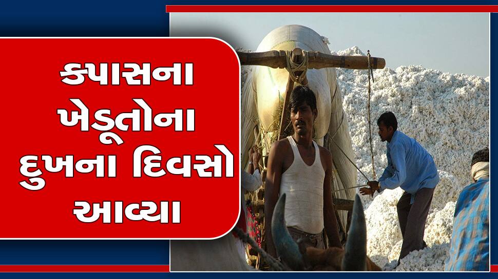 gujarat many cotton spinning mills close farmers in bad situation