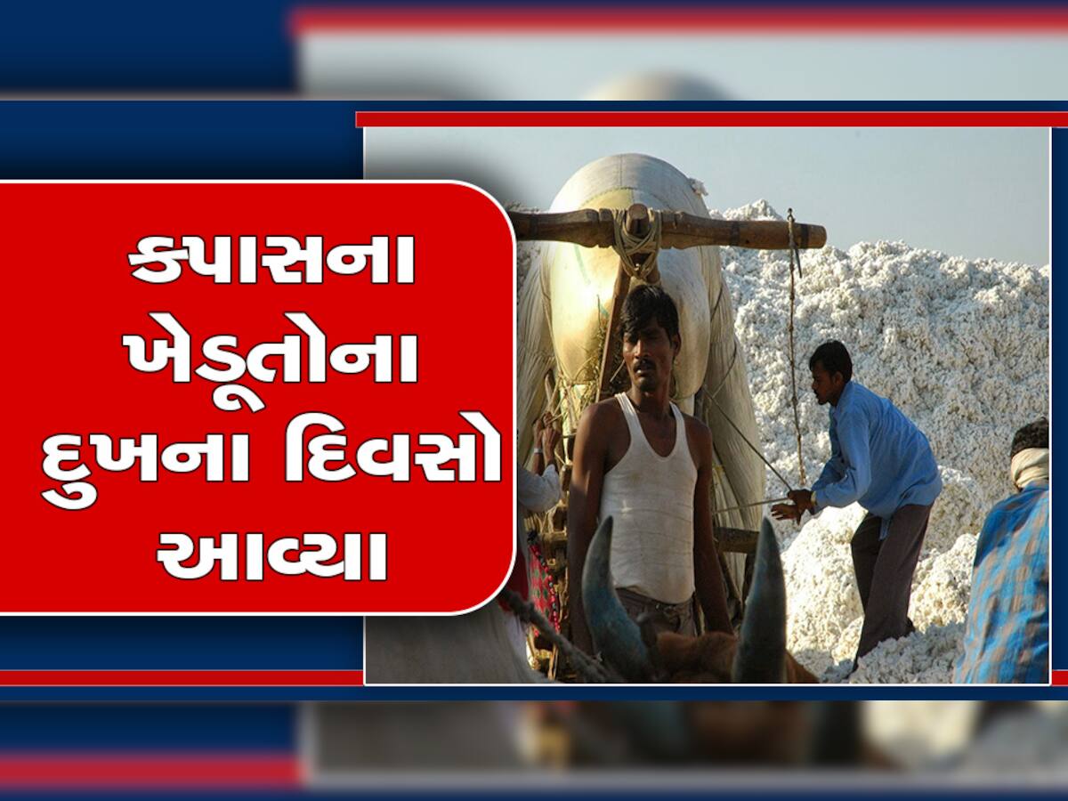 ગુજરાતના કપાસના ખેડૂતોની કરો યા મરો સ્થિતિ, 60 ટકા જીનને તાળા લાગ્યા  