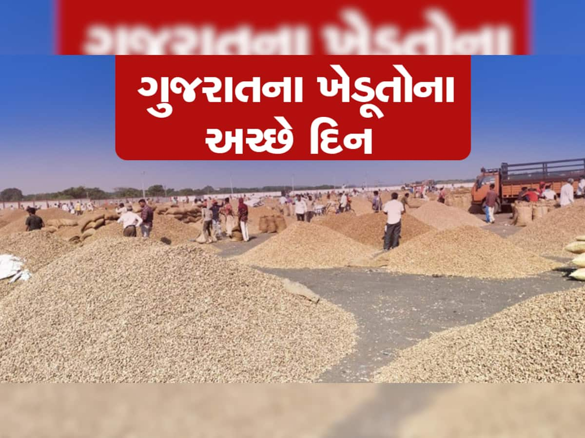 સૌરાષ્ટ્રમાં મગફળીના ખેડૂતોને લોટરી લાગી, અત્યાર સુધીના સૌથી ઊંચા ભાવ મળ્યા