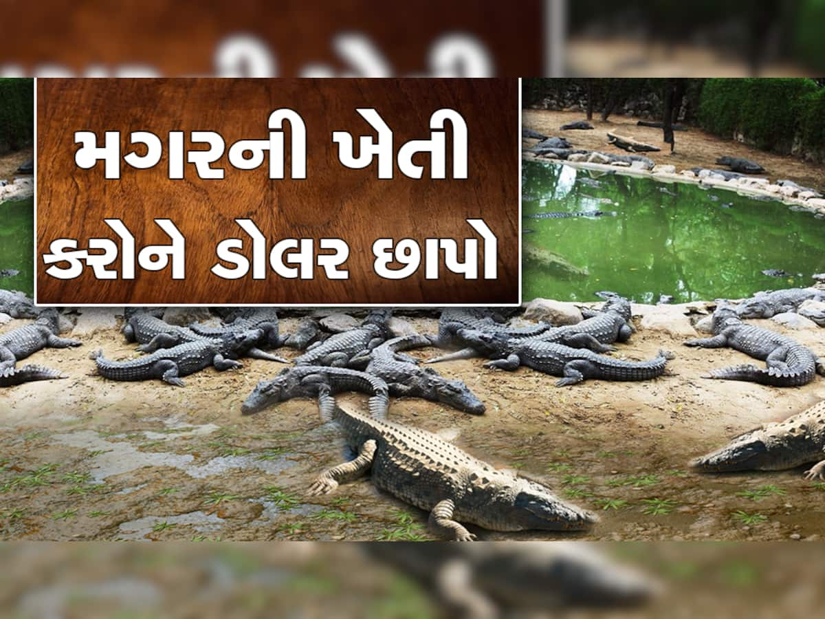 નવાઇ પામશો નહી આવકનું ગણિત માંડશો તો કરોડોની કમાણી થશે, જાણો A to Z માહિતી