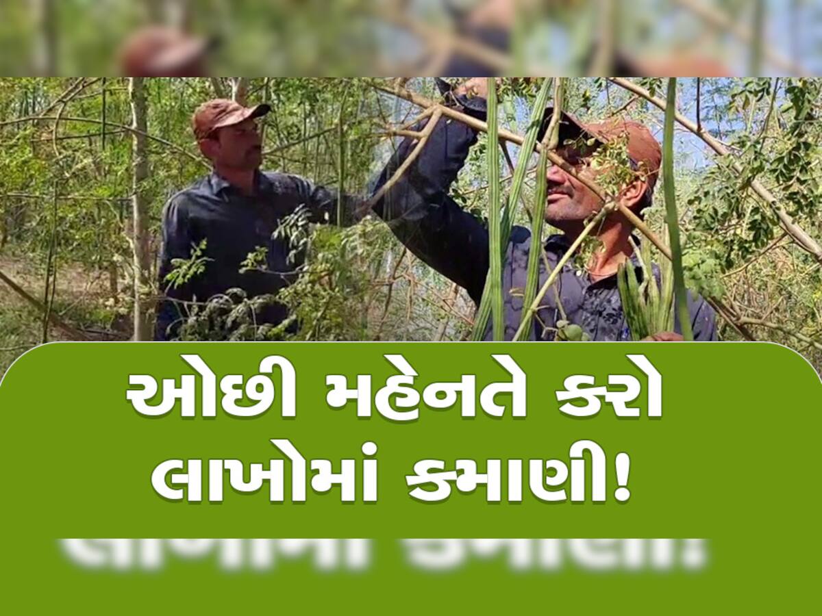 ગુજરાતના પાટીદાર ખેડૂતે ઉગાડ્યો સોનાનો સુરજ! આ રીતે સરગવાની ખેતી કરી વર્ષે કમાય છે અધધ...!