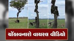 Viral Video: ભેંસને બચાવવા વાંદરાઓએ સિંહણ સાથે બાથ ભીડી, પછી જે થયું જોઈને ડરી જશો