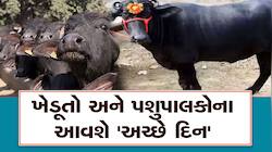 હવે ભારતની ભેંસ પ્રજાતિ પુષ્કળ દૂધ અને બાળકો પેદા કરશે, સરકાર લાવી આ ગજબની ટેકનિક
